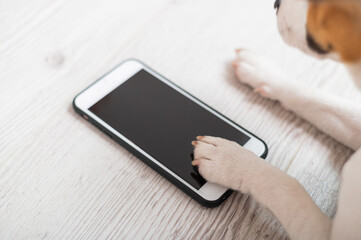 Close-up of dog paws touching smartphone screen on wooden background