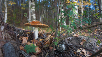 Mushroom among the leaves in the autumn forest