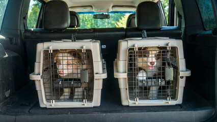 Two puppies in cages in the trunk of a car. Transportation of live pets