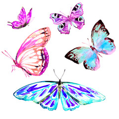 beautiful blue,pink  butterfly, watercolor, isolated on a white
