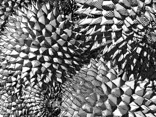 Black and white durian drawing pattern BG