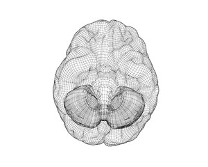 Vector 3D wireframe brain from bottom view illustration