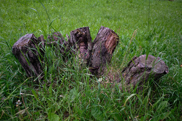 The felled tree. Several hemp. Dry stumps on the background of grass.