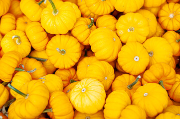 pile of yellow pumpkins