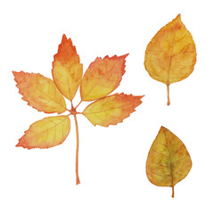 Watercolor illustration with autumn leaves isolated on a white background. Set for clipart and decor.