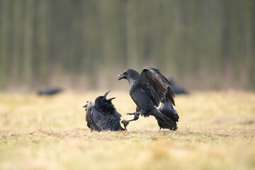 Obraz premium Common raven on the field. A flock of ravens on the ground. European wild nature. Winter in the animal kingdom