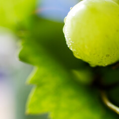 White grape closeup with blurs
