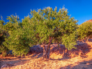 Olive trees before harvesting phase with sunny blue sky background