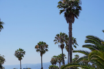 Obraz premium palm trees against sky
