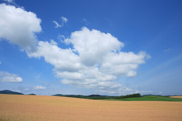 Fototapeta premium 雲と麦畑