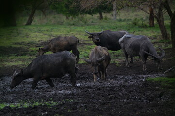Water buffalo (Bubalus bubalis) or domestic water buffalo is a large bovid originating in the Indian subcontinent, Southeast Asia, and China. This animal is bathing in a mud pool in the park