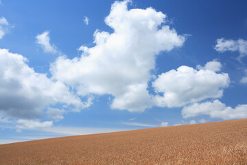 Fototapeta na wymiar 雲と麦畑