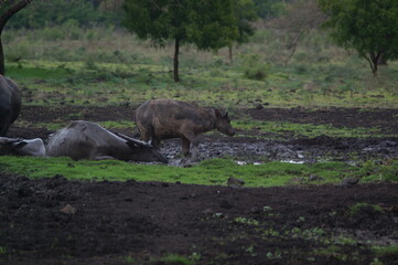 Water buffalo (Bubalus bubalis) or domestic water buffalo is a large bovid originating in the Indian subcontinent, Southeast Asia, and China. This animal is bathing in a mud pool in the park