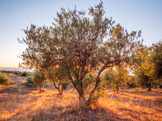 Olive trees before harvesting phase with sunny blue sky background