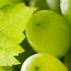 White grape closeup with blurs