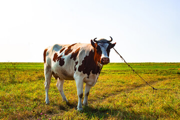A brown and white cow staying in the field. red and white spotted cow in the grazing meadow....