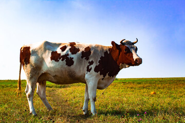 A brown and white cow staying in the field. red and white spotted cow in the grazing meadow....