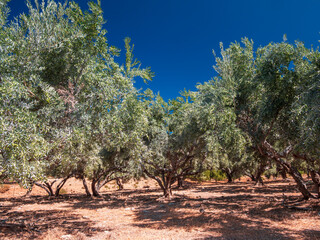 Olive trees before harvesting phase with sunny blue sky background