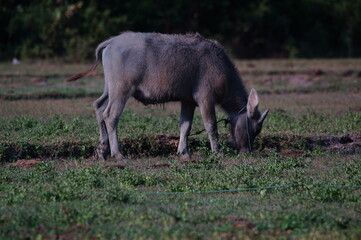 Fototapeta premium Water buffalo (Bubalus bubalis) or domestic water buffalo is a large bovid originating in the Indian subcontinent, Southeast Asia, and China. This animal is bathing in a mud pool in the park