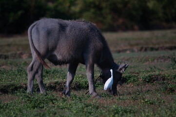 Water buffalo (Bubalus bubalis) or domestic water buffalo is a large bovid originating in the Indian subcontinent, Southeast Asia, and China. This animal is bathing in a mud pool in the park