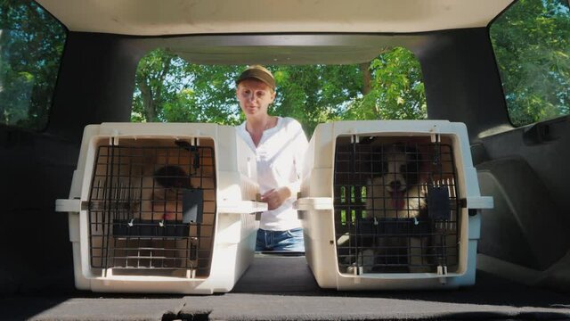 A woman loads cages with puppies into the car. The excitement of demand for pets during the pandemic and self-isolation