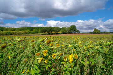Fototapeta na wymiar The Sunflower Field in The Landscape