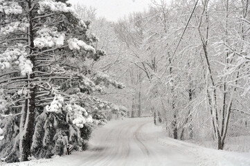 Snow Covered Tree Lined Road