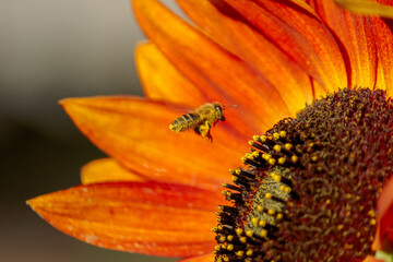 a bee extracts nectar from a yellow sunflower on a Sunny summer day. close up