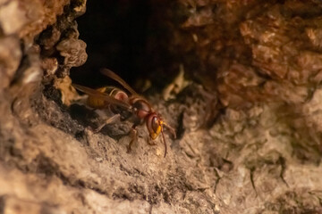 European hornets defend the entry of their hornets nest against invaders and are a dangerous and poisonous pest that build colony with stinging yellow jackets in tree trunks with aggressive attack