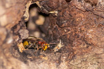 European hornets defend the entry of their hornets nest against invaders and are a dangerous and poisonous pest that build colony with stinging yellow jackets in tree trunks with aggressive attack