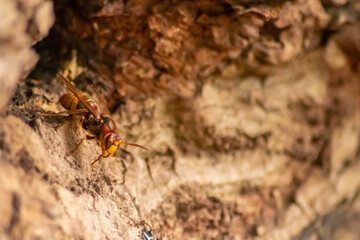 European hornets defend the entry of their hornets nest against invaders and are a dangerous and poisonous pest that build colony with stinging yellow jackets in tree trunks with aggressive attack