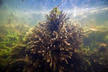 dead colony of common freshwater sponge swim with strong current in a shallow freshwater river with clear water and dense vegetation, green algae; ecology explore