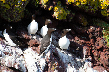 Alca común (Alca torda), grupo de alcas sobre el acantilado.