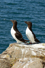 Alca común  (Alca torda), pareja de aves marinas posadas sobre la roca en la isla de May (Escocia).