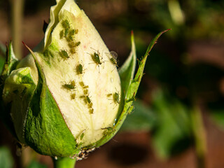Insect pest green aphid on the petals of a white rose. Green aphid parasite beetle closeup. Insect...