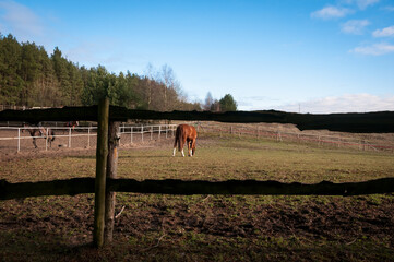 Naklejka premium horse