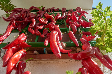 red peppers, hung in a window to dry in the sun, and use all year round, gastronomic delicacy