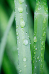 スノーフレークの葉