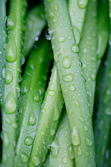 スノーフレークの葉