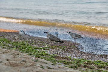 summer sea beach with walking young seagulls