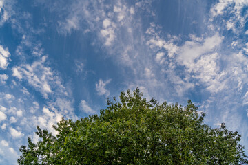 Obraz premium Cloudy Blue Heaven and Green Tree