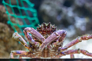 Spider crab, looks so angry