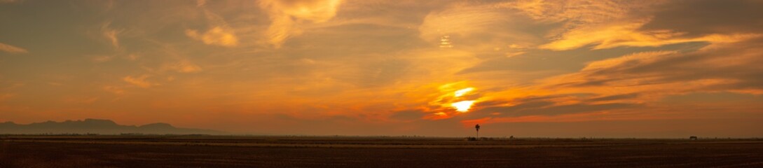 Atardecer en paisaje con palmera y casa en los campos de arroz de Sueca