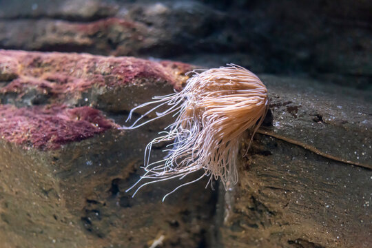 Close Up Of Snakelocks Anemone