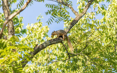 A young fox squirrel storing up walnuts for the upcoming winter. 