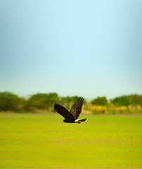 pássaro águia selvagem voando pantanal floresta céu azul