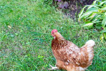 free chicken  of brown and white colors in grass