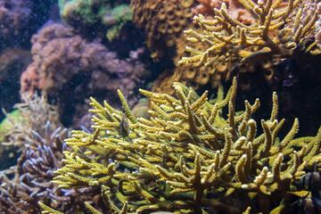Naklejka na ściany i meble Coral reef ecosystem in an aquarium