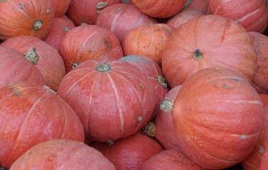 Hokkaido Sunshine pumpkin or squash ripe fruits from the autumn harvest as background suitable in...