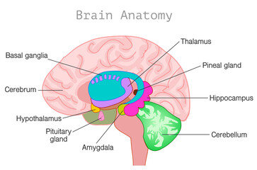 Brain anatomy. Central nervous system diagram. Head organ parts, limbic system, basal ganglia, hypothalamus, cerebellum, pineal, pituitary gland, hypothalamus, ventricles, choroid plexus. Vector
